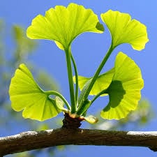 Additionally, Ginkgo acts as a strong antioxidant, protecting brain cells from free radical damage and supporting long-term cognitive vitality.