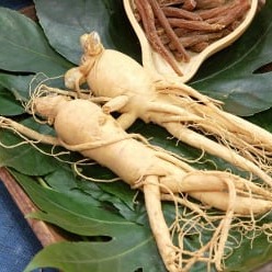  Its adaptogenic properties make it ideal for maintaining focus under pressure.